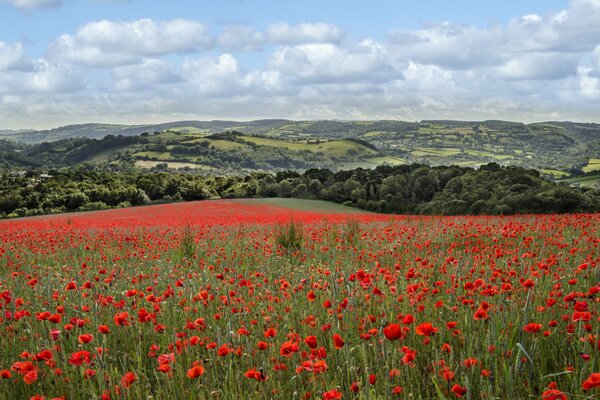 The flowering of poppies on the hill