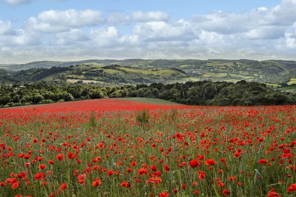 Fleurs de coquelicots sur la colline