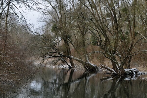 Río en el bosque de invierno