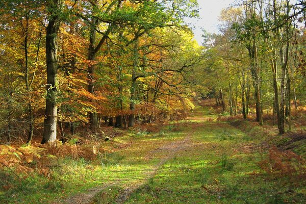 Trail in the forest autumn landscape