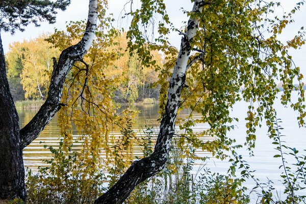 Стволы берёзы у берега реки