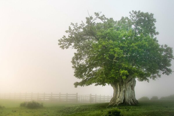 A lonely oak tree in a thick fog