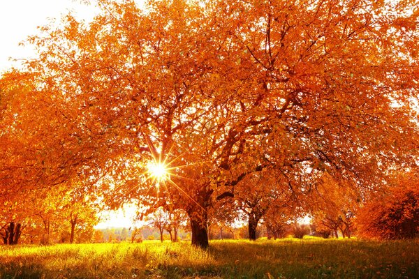 Albero autunnale con fogliame giallo