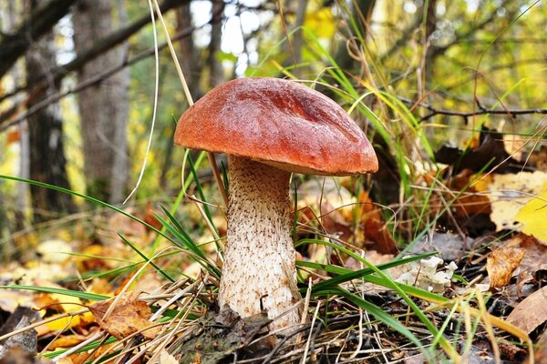 En el bosque, un gran borovik rojo