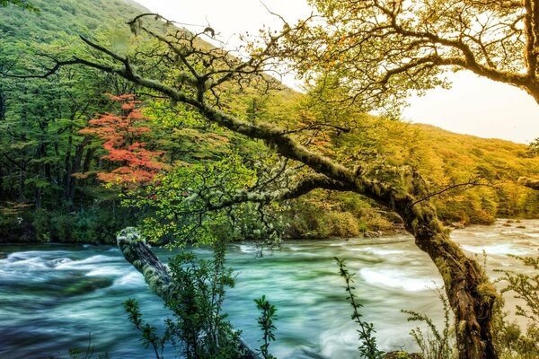 Hermosa naturaleza. Río de montaña. Árbol con musgo