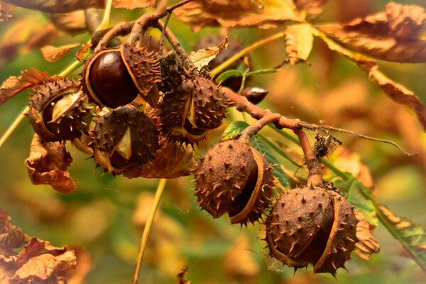 Macro photography of overripe autumn chestnuts on a branch