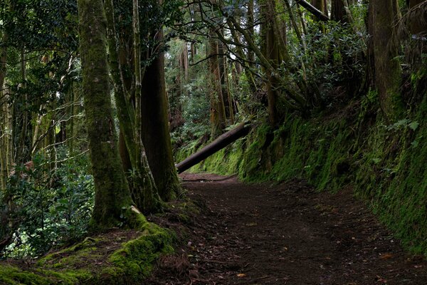 Picturesque forests of the Azores