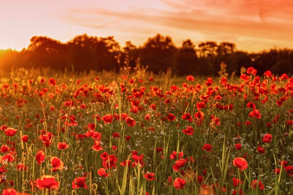 Red poppies against the sunset sky in England