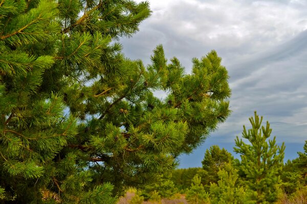 Pinienwald auf einem Hintergrund von Wolken