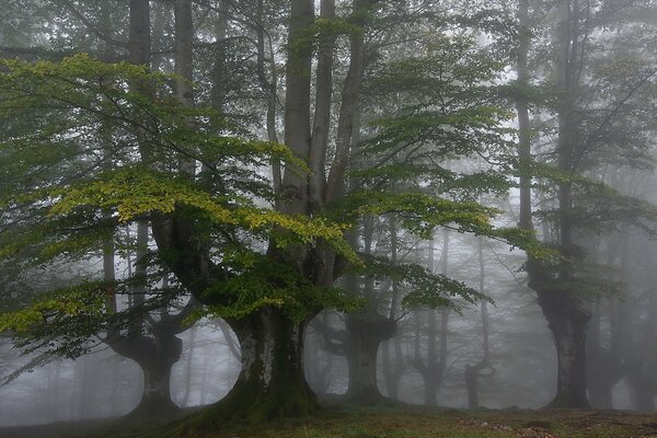 Misty forest. Natural landscape