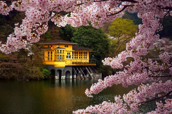 Ramas de Sakura en el fondo de la estructura japonesa