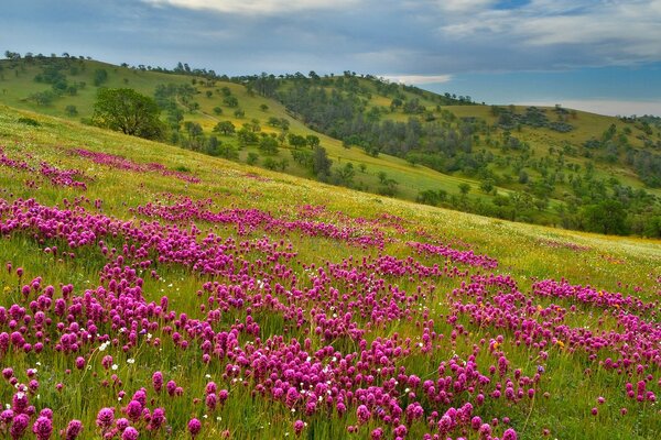 Prairie avec des fleurs roses sur la colline