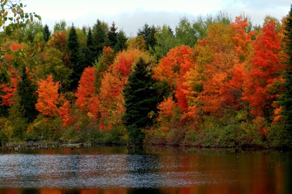 Foresta autunnale intorno a un lago calmo