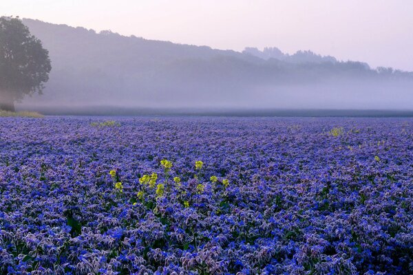 Fliedernebel über einer Blumenplantage