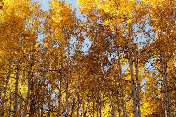 Tenda autunnale fatta di alberi