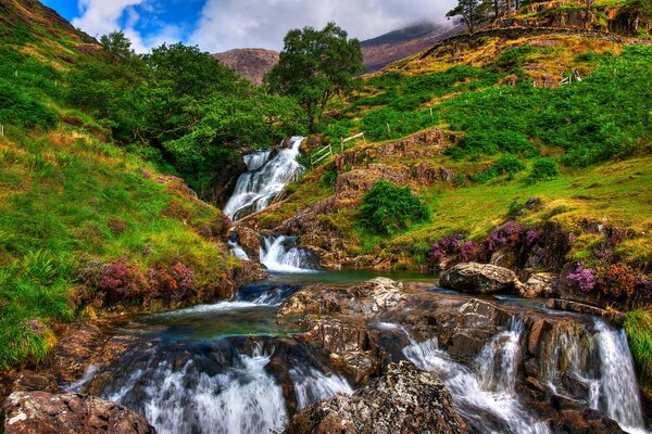 A clear stream among green alpine meadows