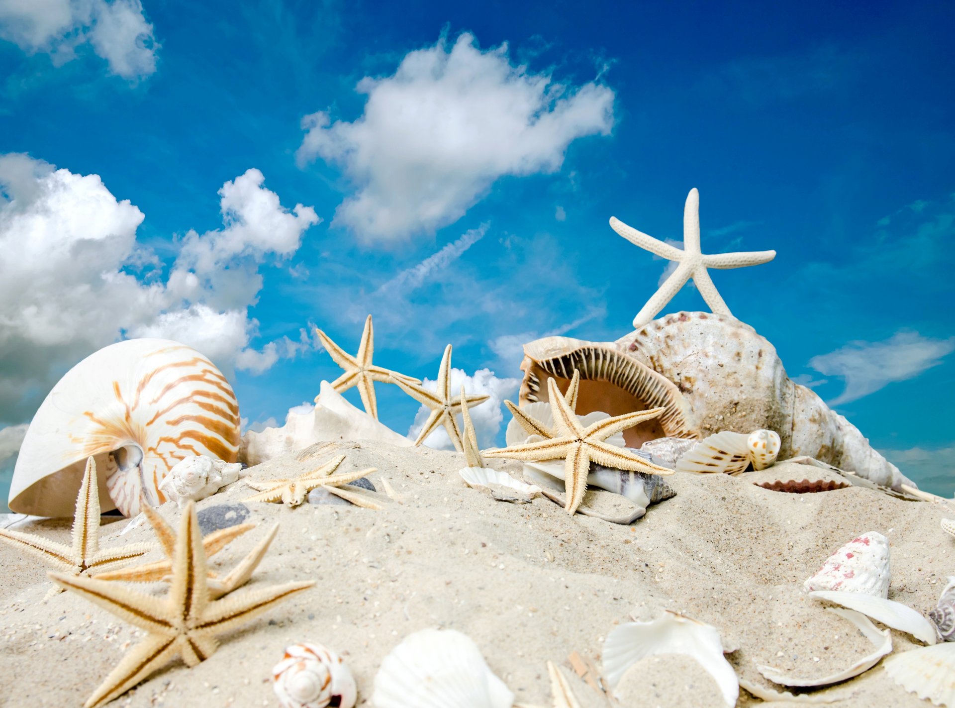 coquillages étoiles de mer plage mer soleil été sable ciel étoiles