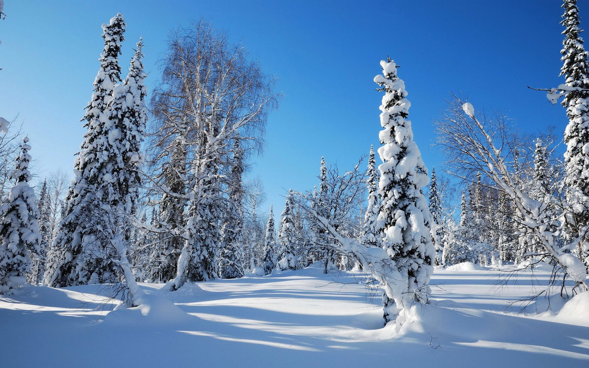 cielo mattina foresta abete rosso inverno neve gelo alberi albero di natale cumulo di neve