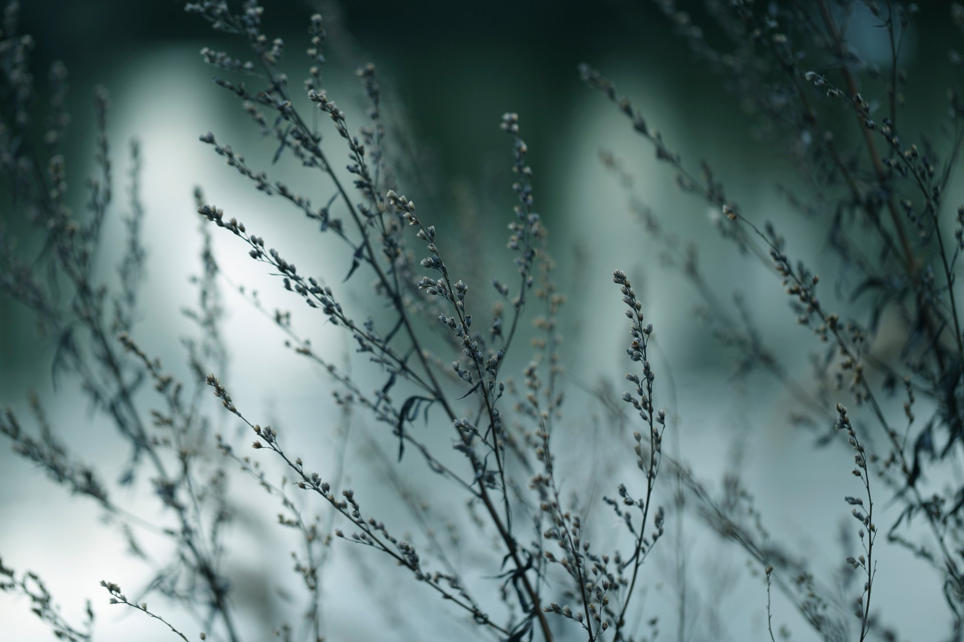 zweige makro bokeh