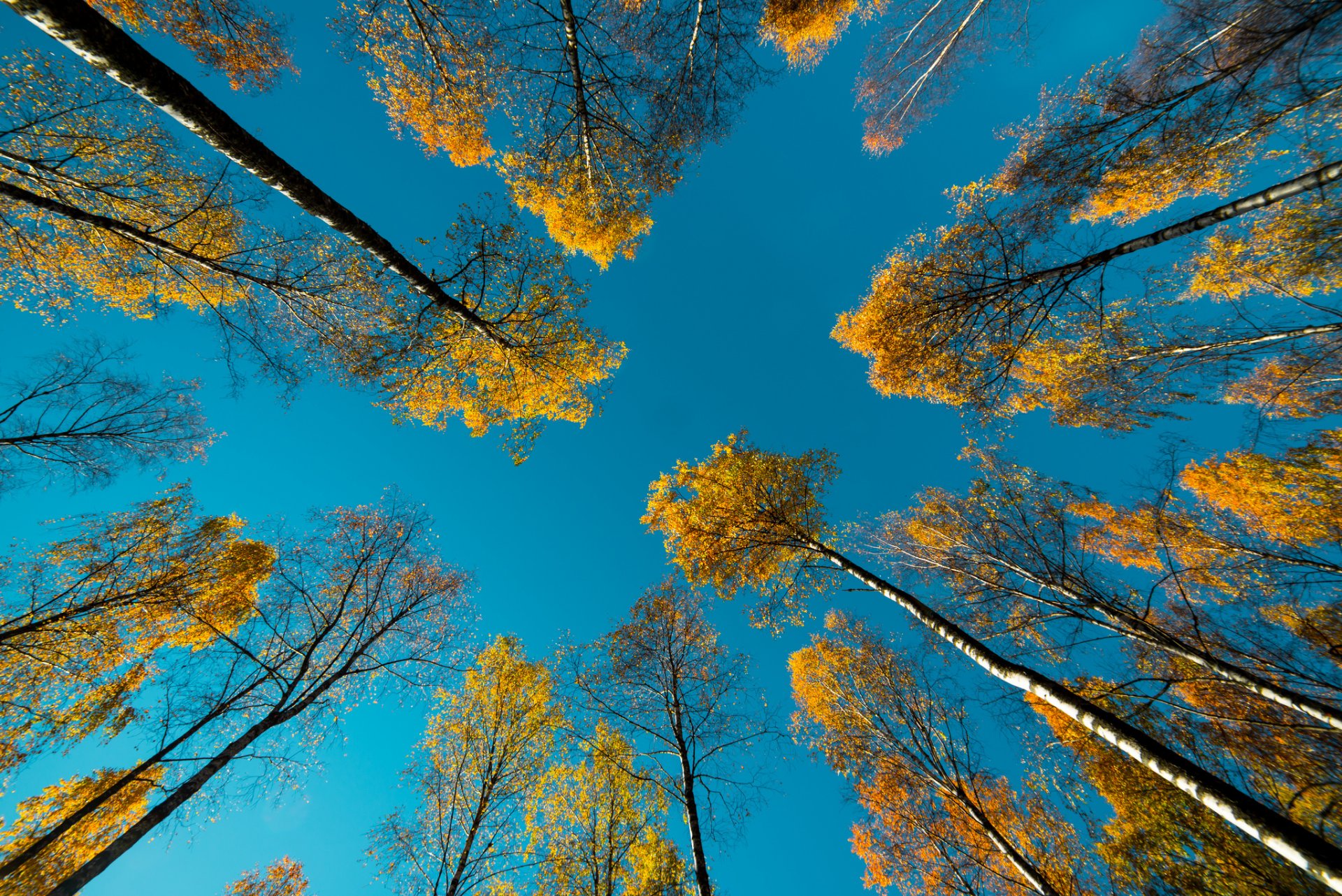 natura jesień drzewa niebo