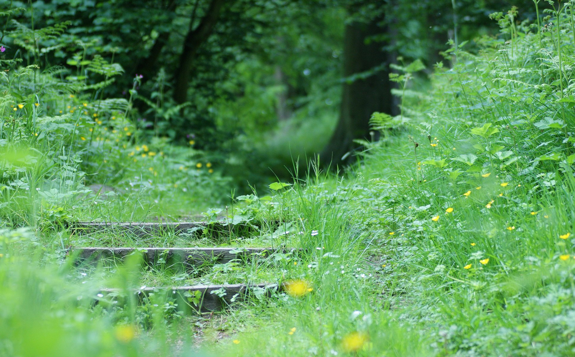 parc arbres herbe fleurs marches