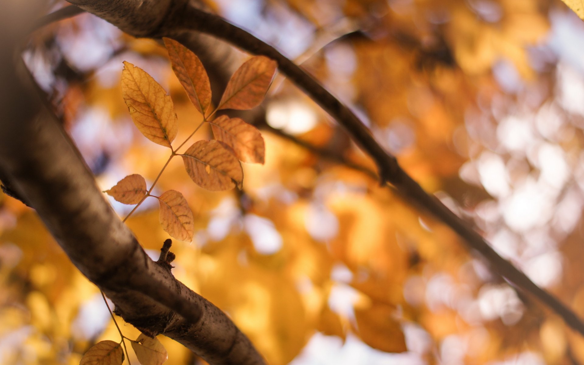 feuilles branches automne nature