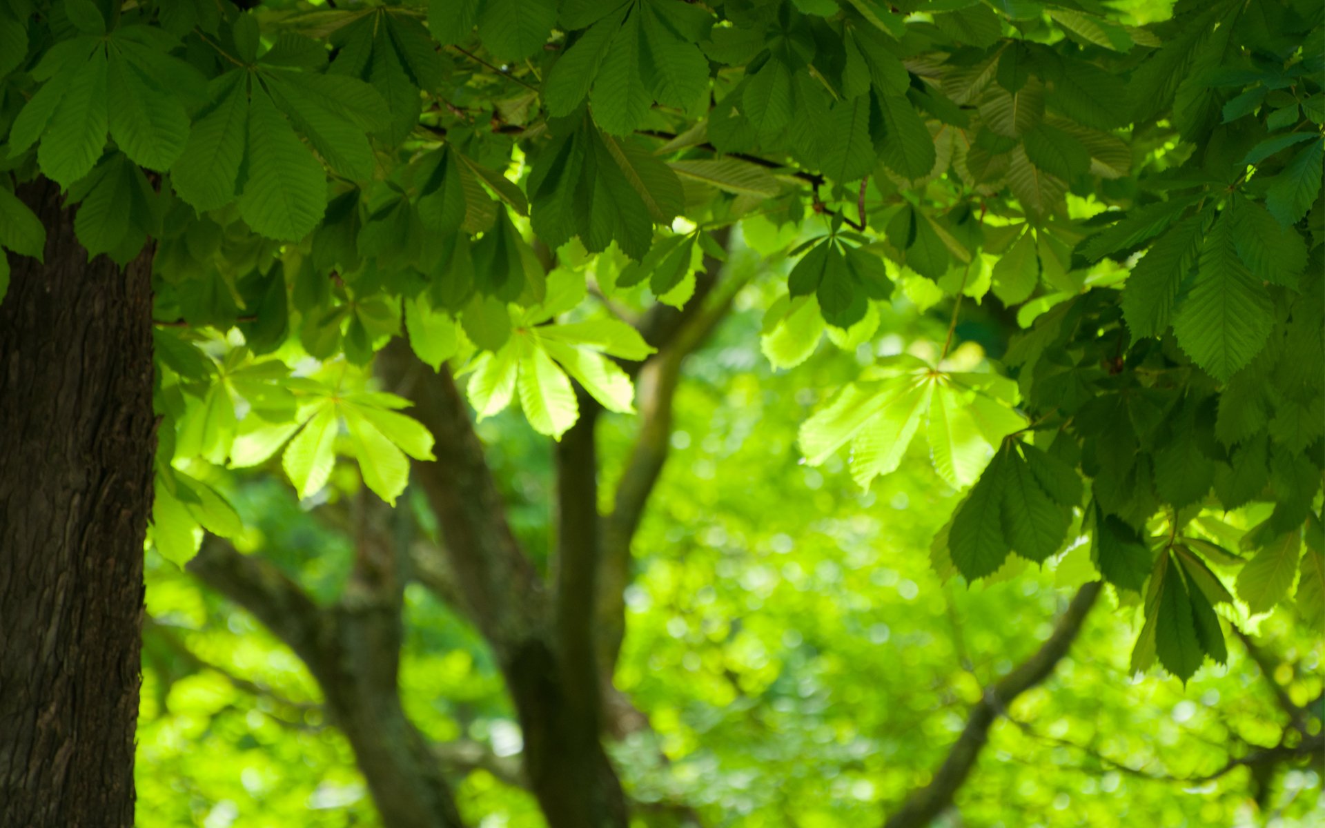 tree green leave