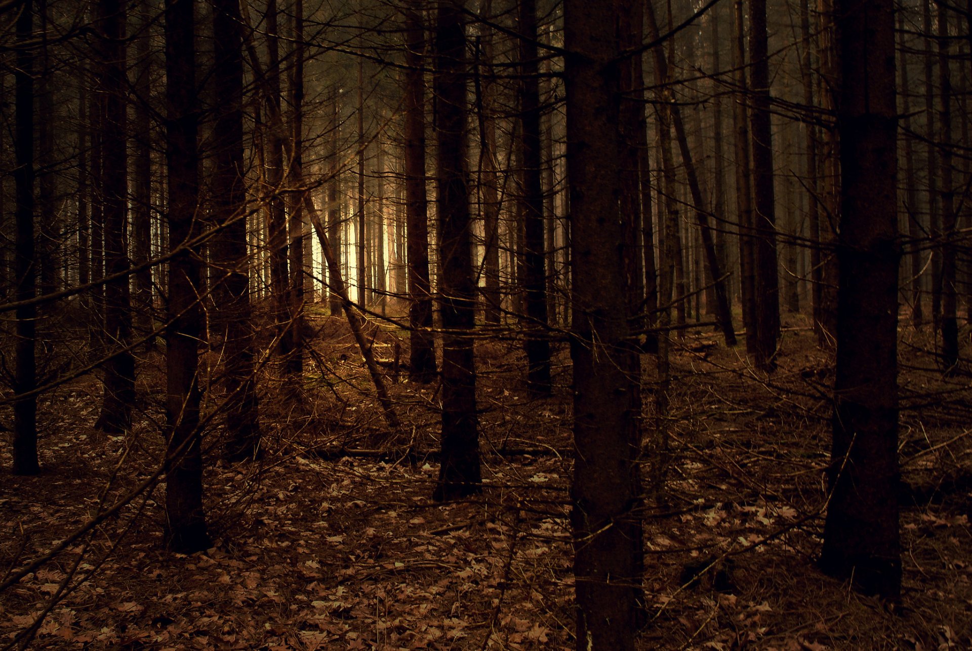 naturaleza bosque oscuridad luz ramas