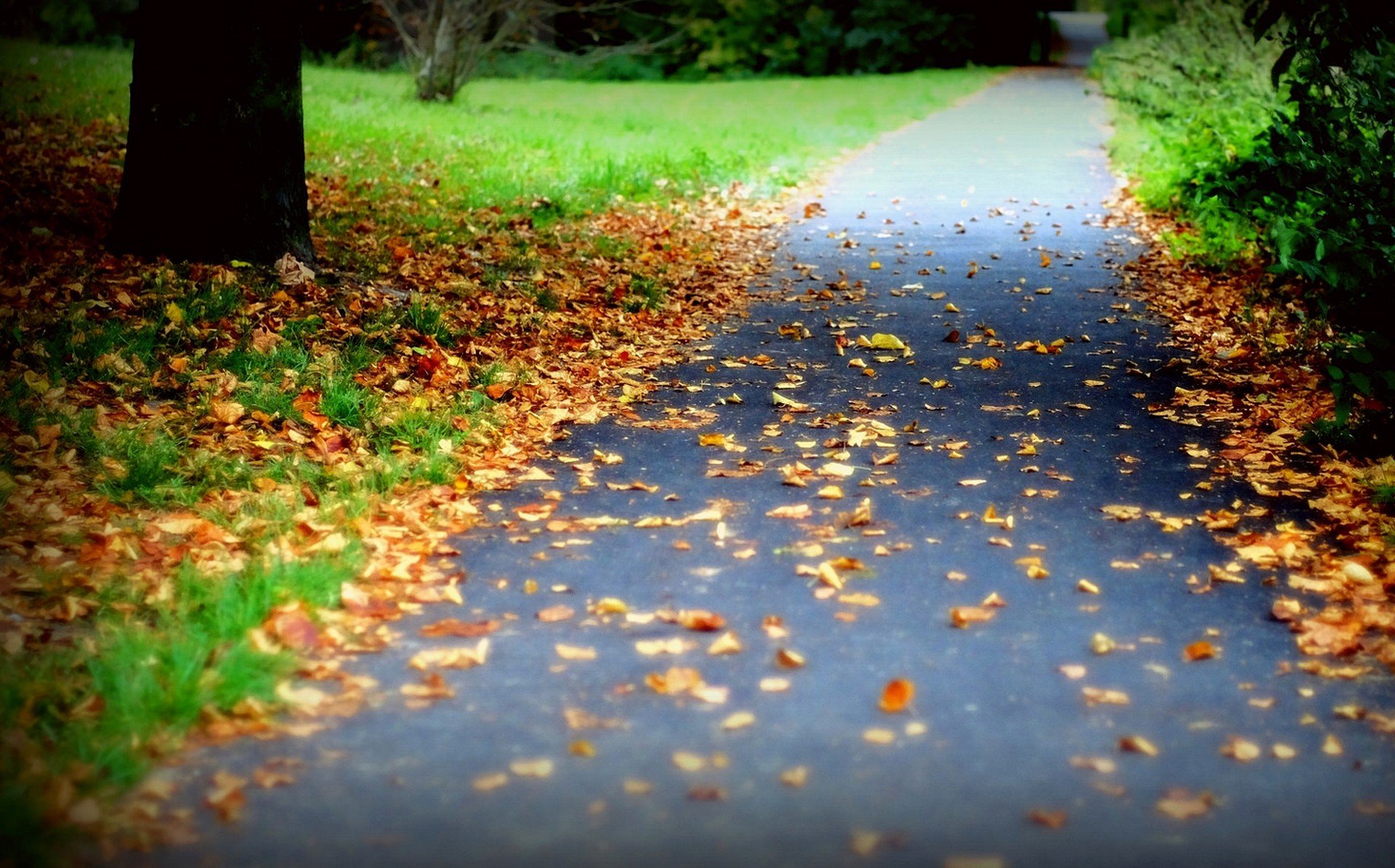 natura foresta parco alberi foglie colorato strada autunno caduta colori passeggiata