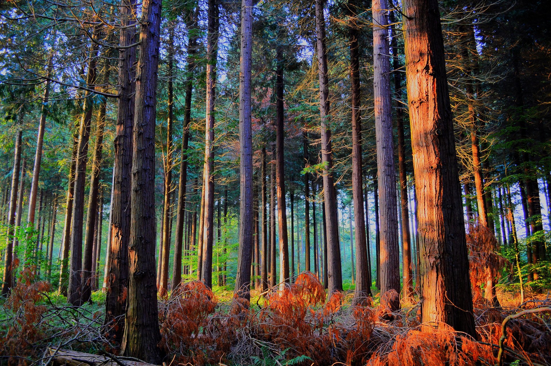 bosque árboles sol otoño