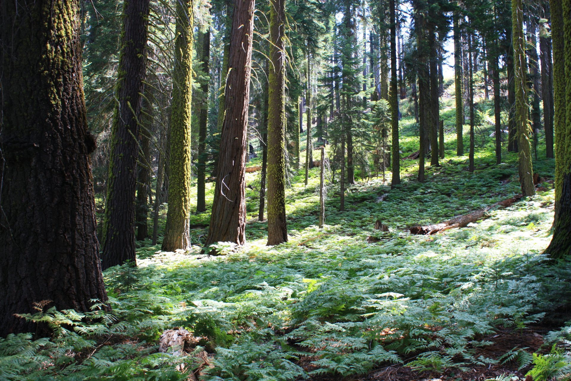 park united states forest sequoia california tree nature photo