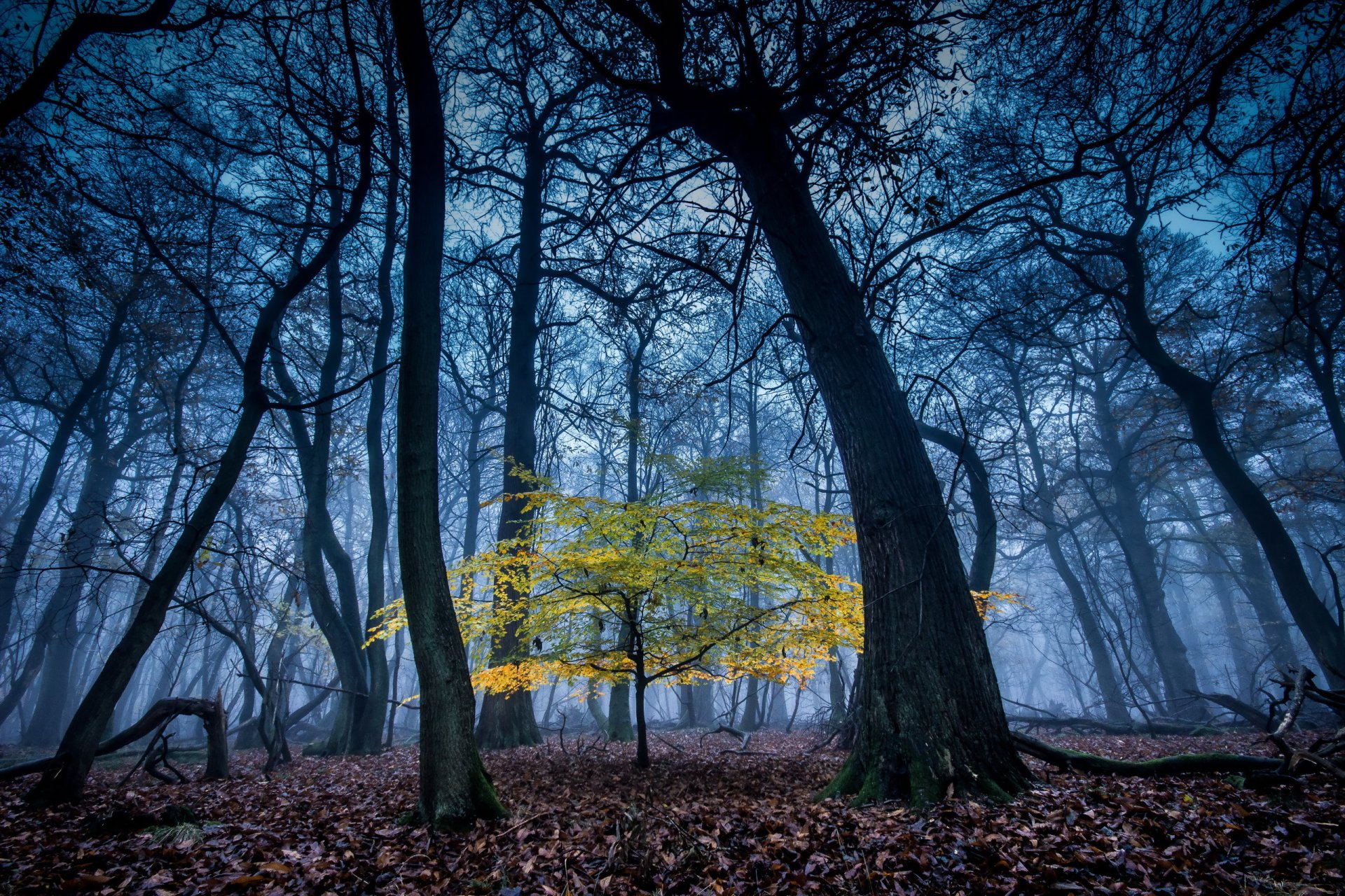 forêt arbres nature