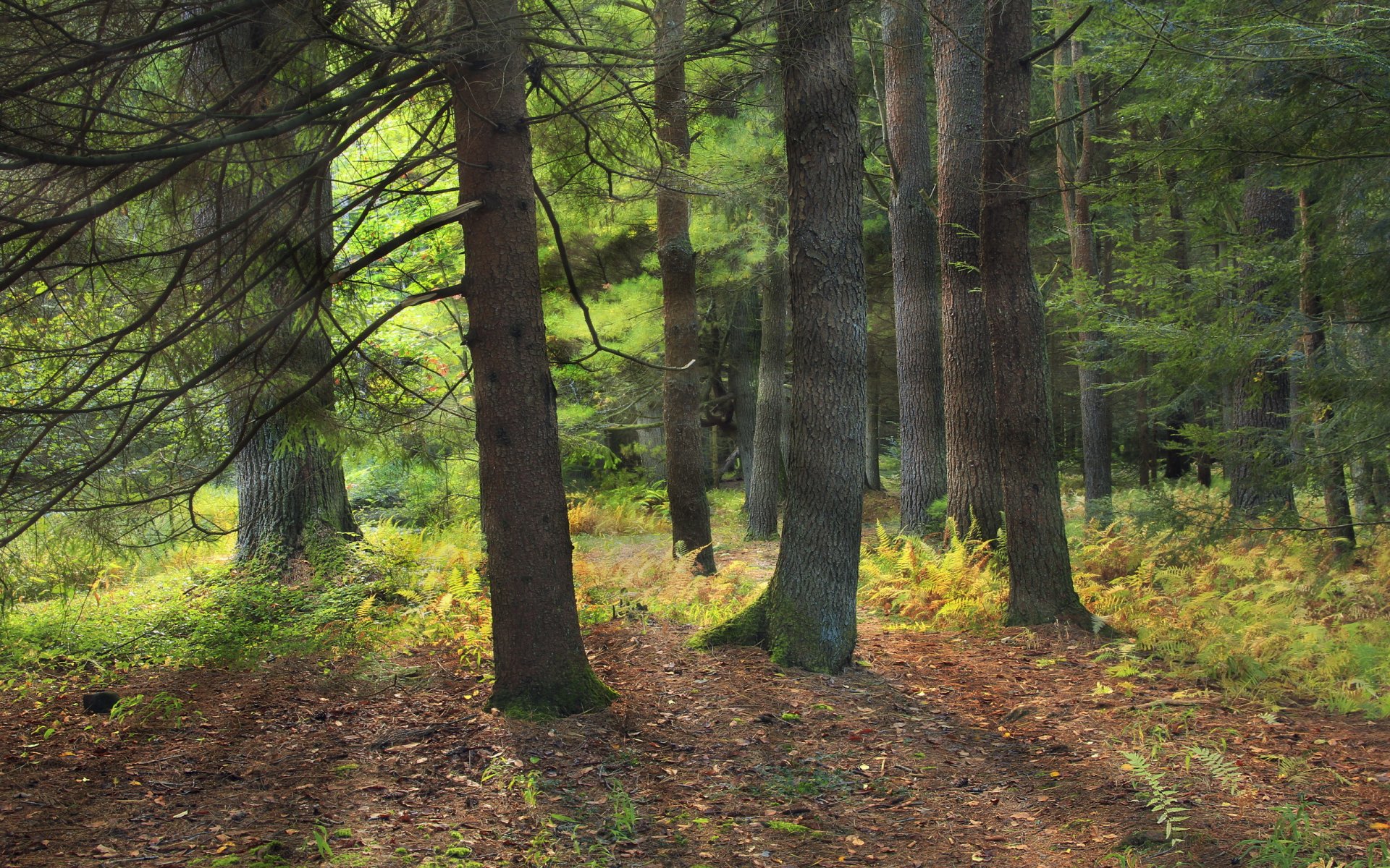 bosque naturaleza paisaje