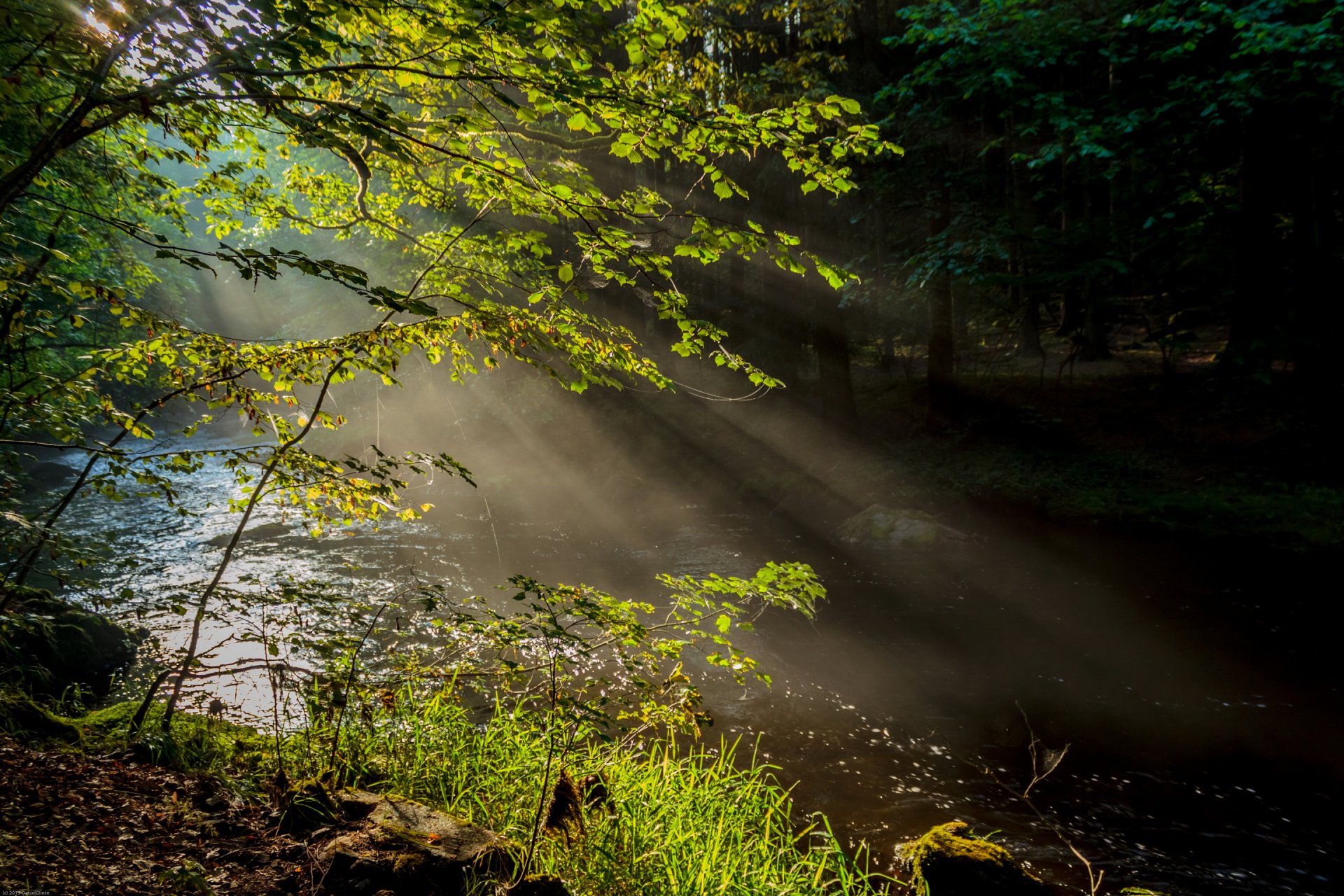 forêt rivière brouillard rayons arbres nature