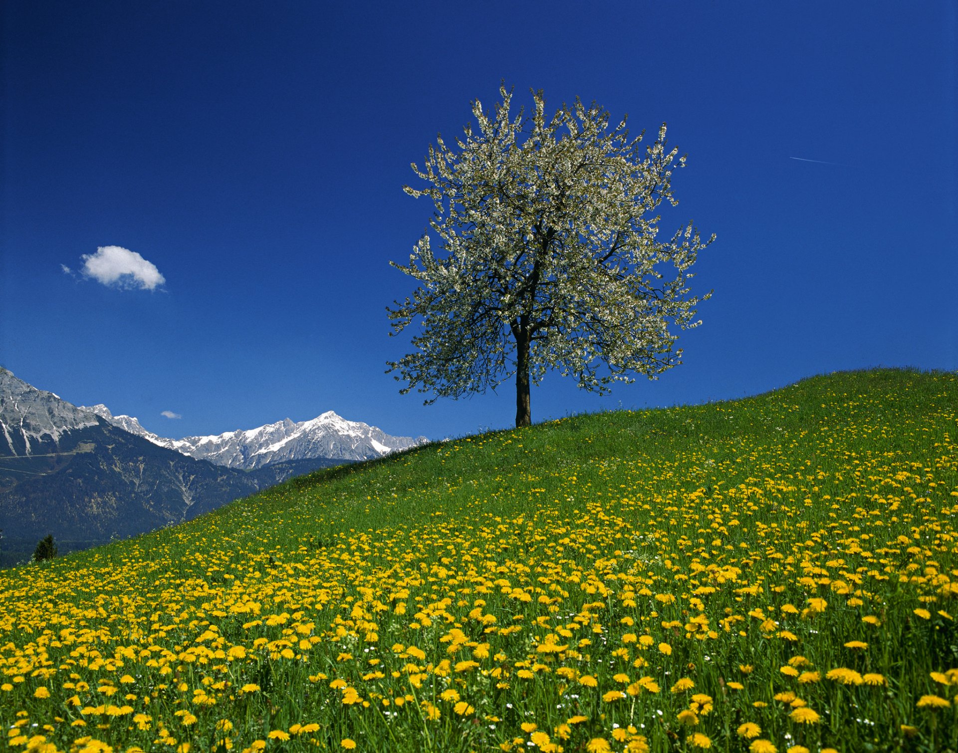 austria cielo montañas árbol prado flores diente de león