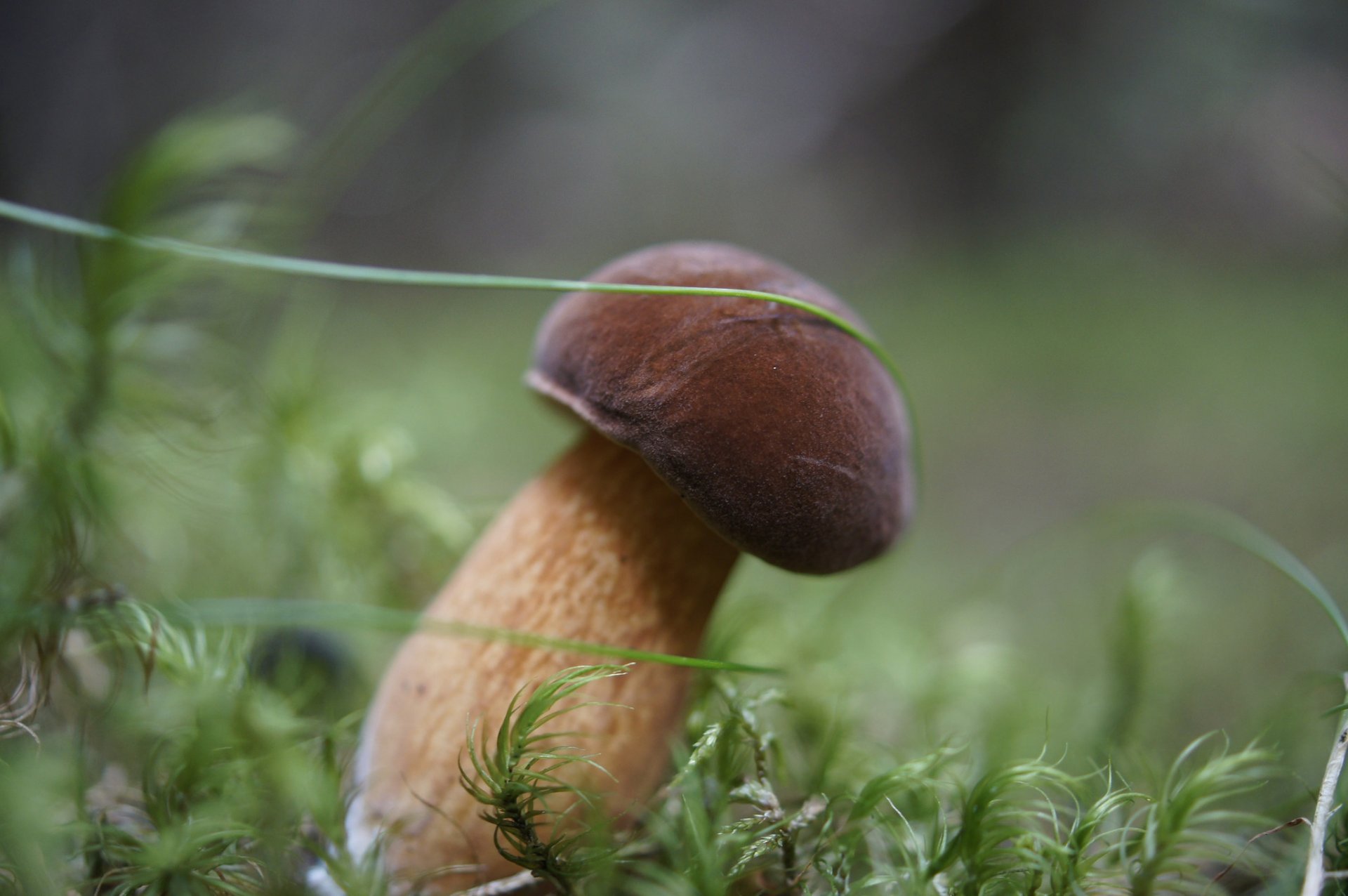 weißer pilz wald moos herbst