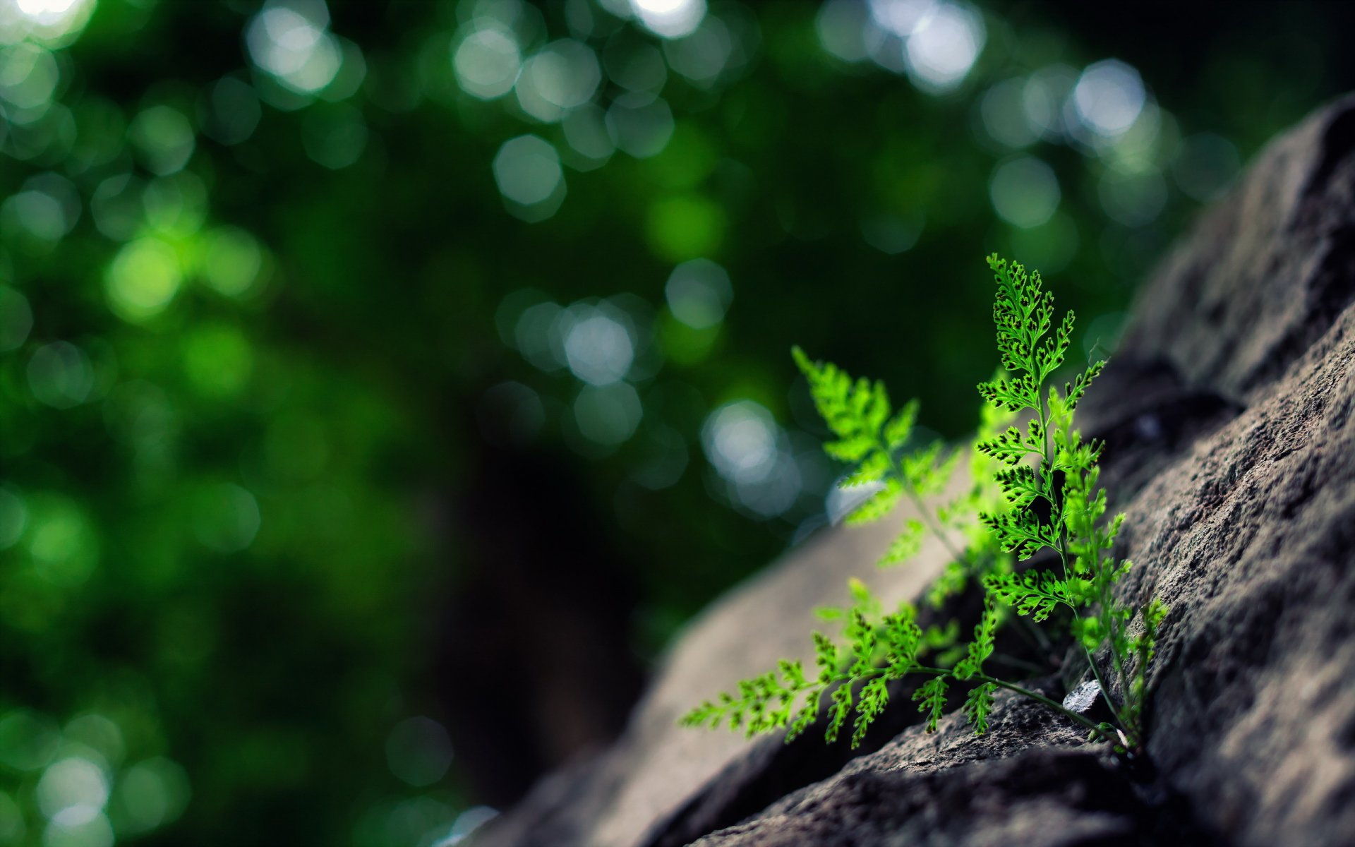 planta naturaleza verano