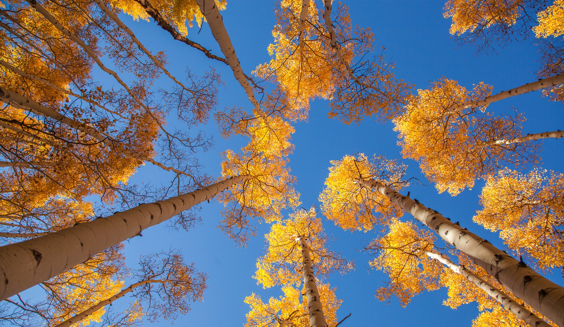 cielo alberi pioppo tremulo foglie autunno tronco