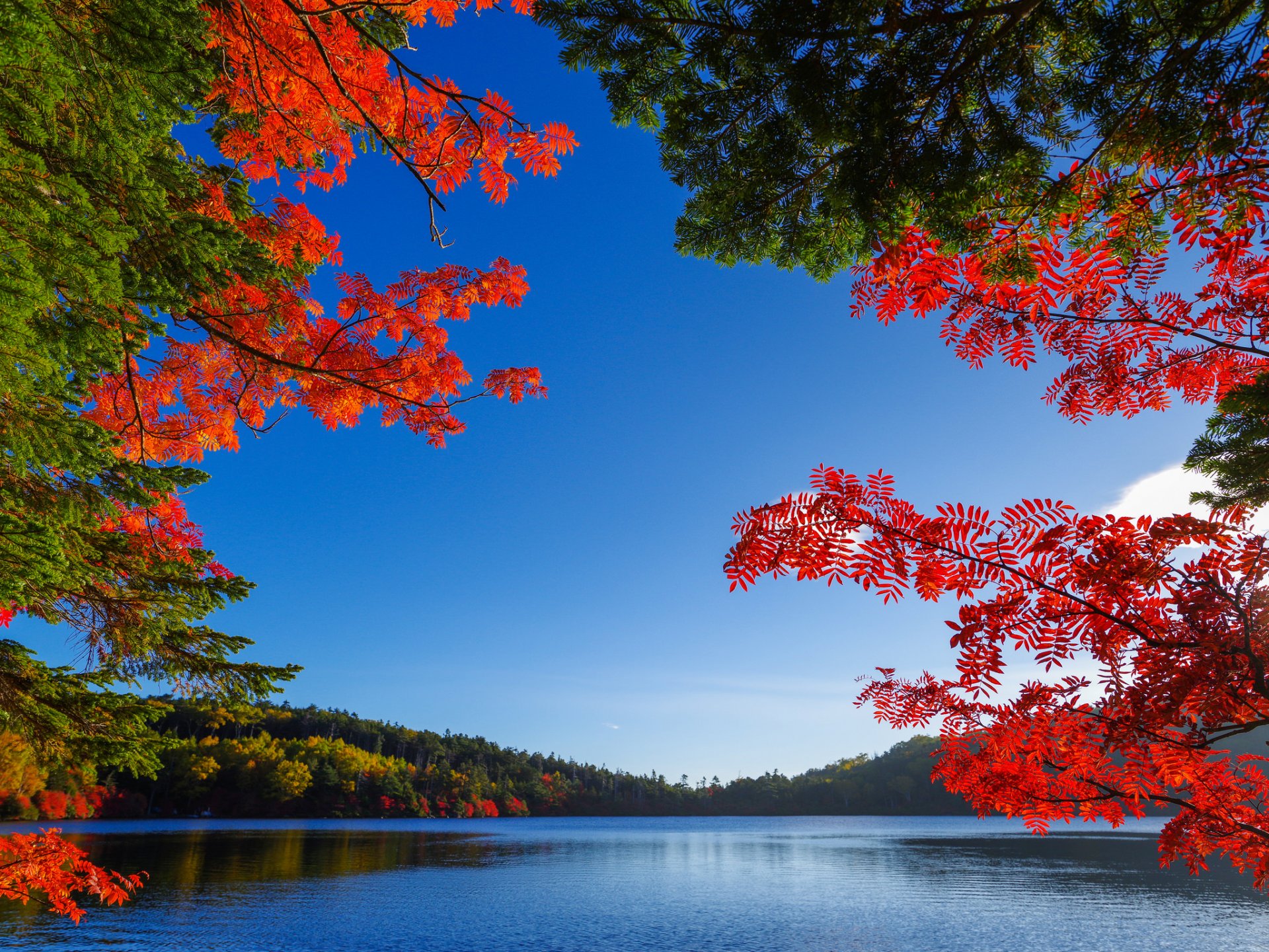 ciel lac arbres feuilles automne pourpre