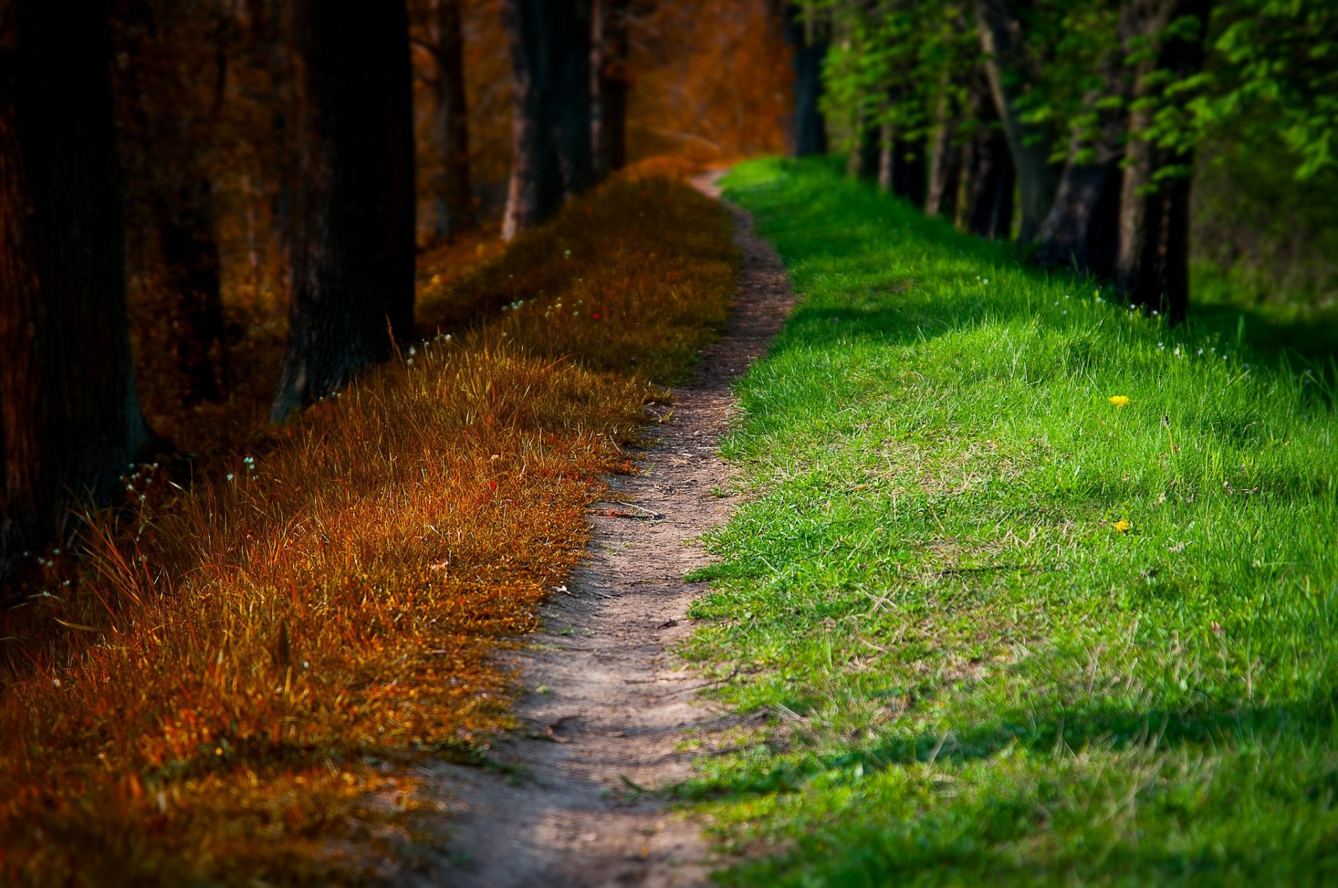 nature automne printemps forêt parc arbres route promenade feuilles printemps