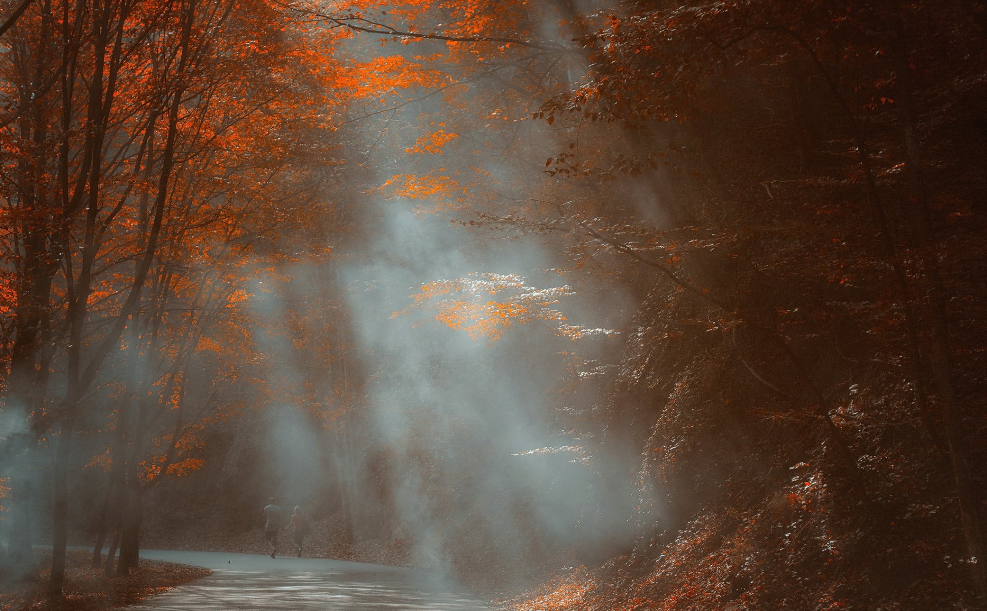 parc brouillard automne nature