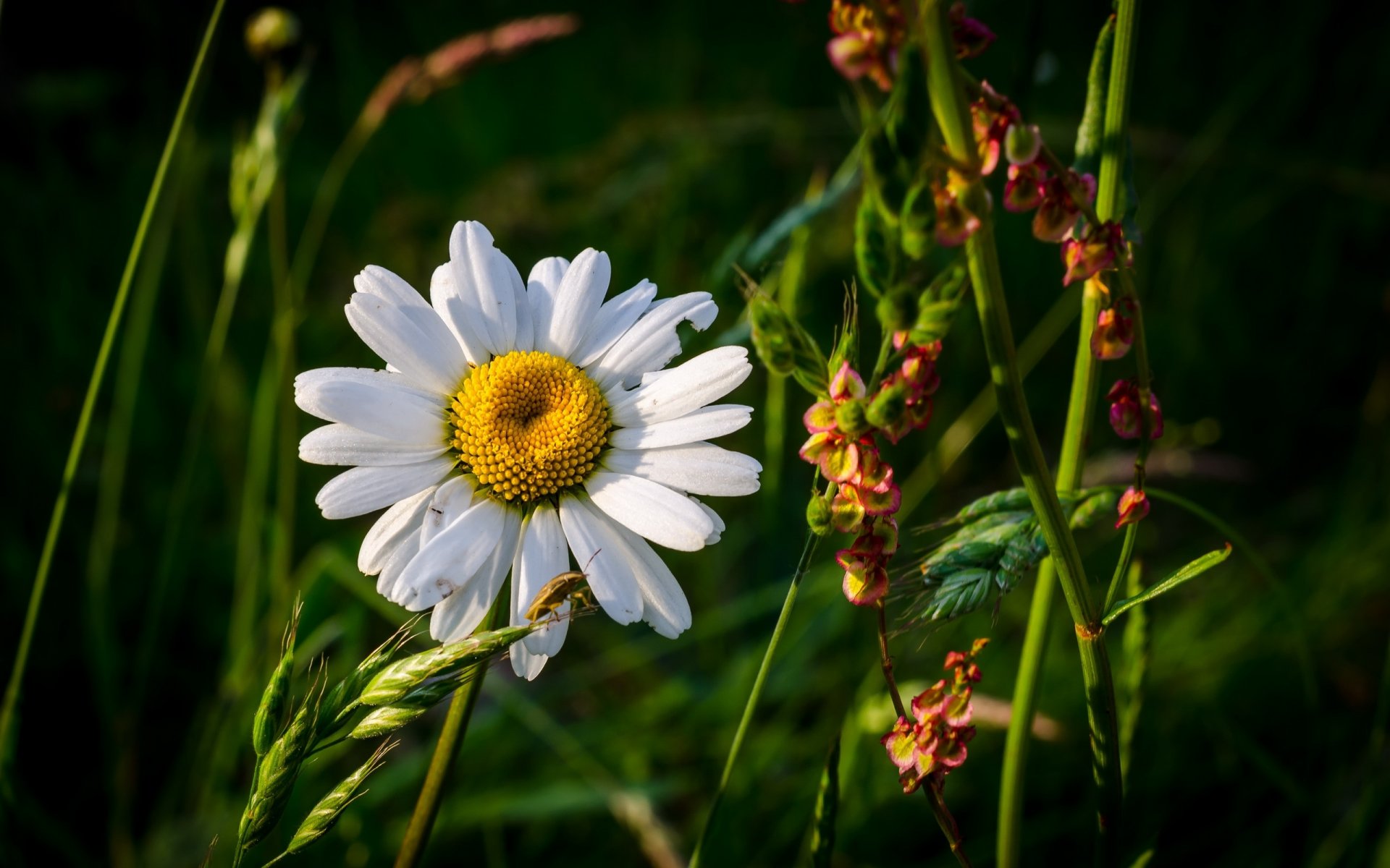 sommer feld gras blumen kamille