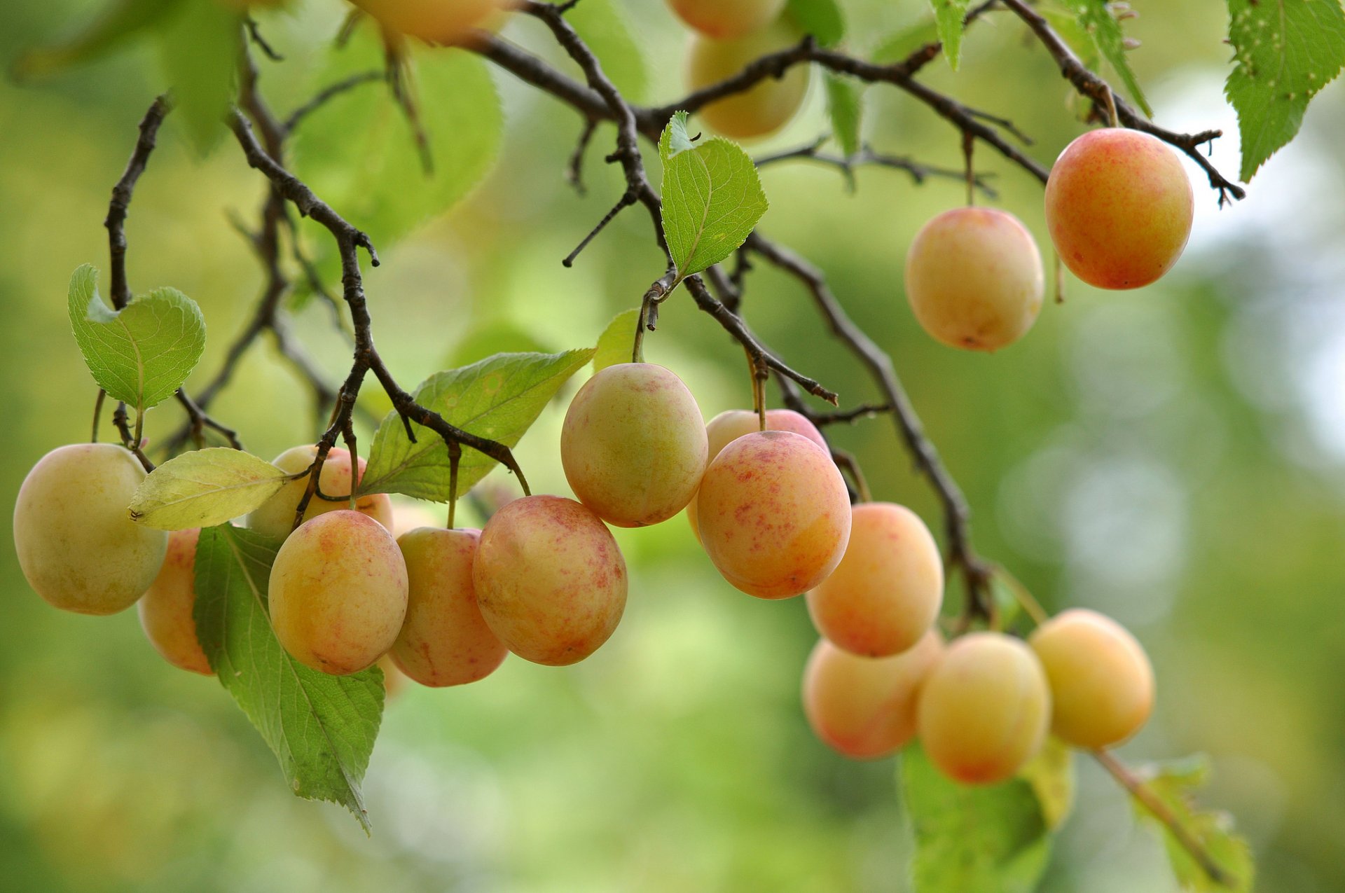 árbol rama hojas fruta rama fruta