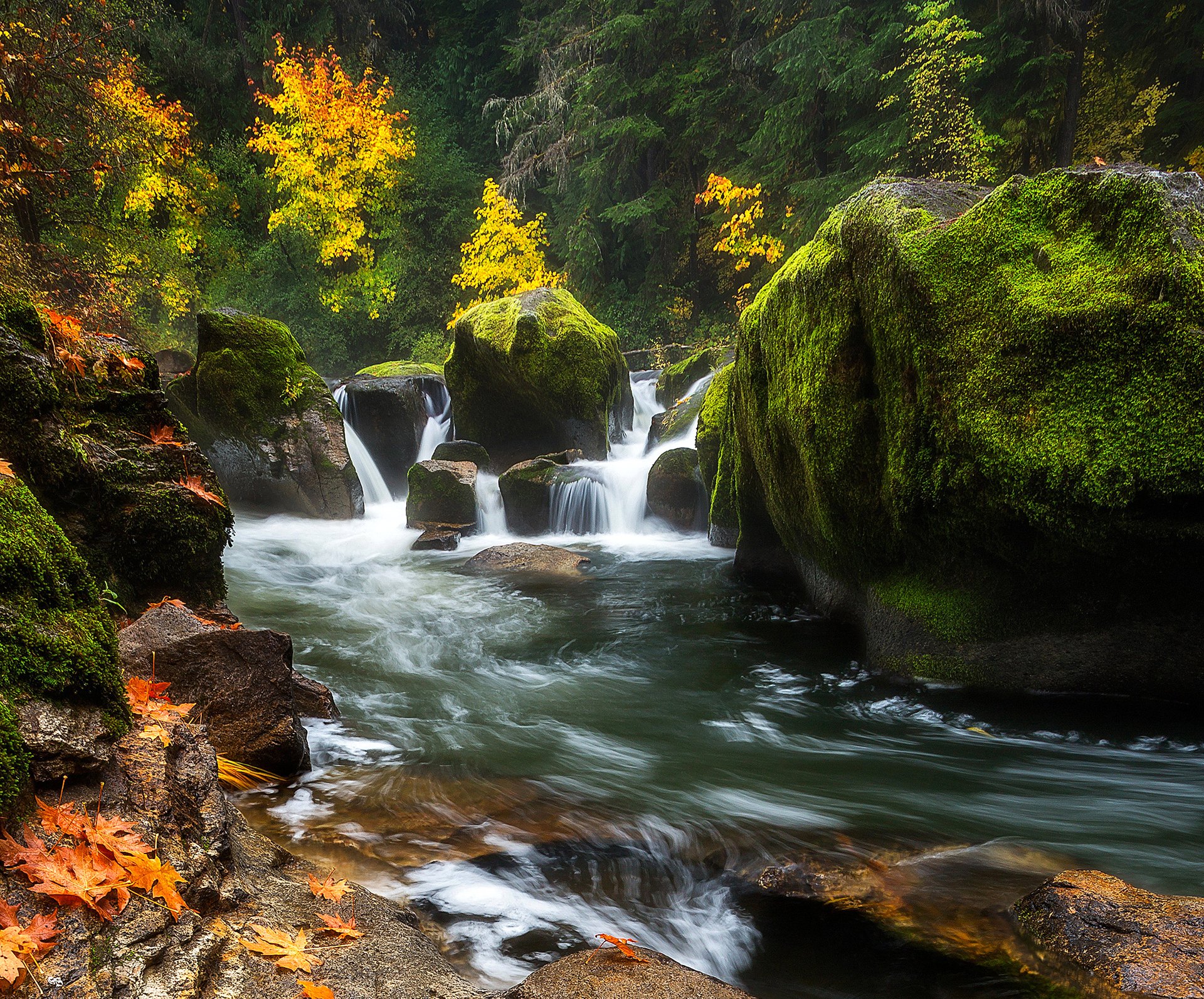 bosque árboles río corriente rocas piedras musgo otoño