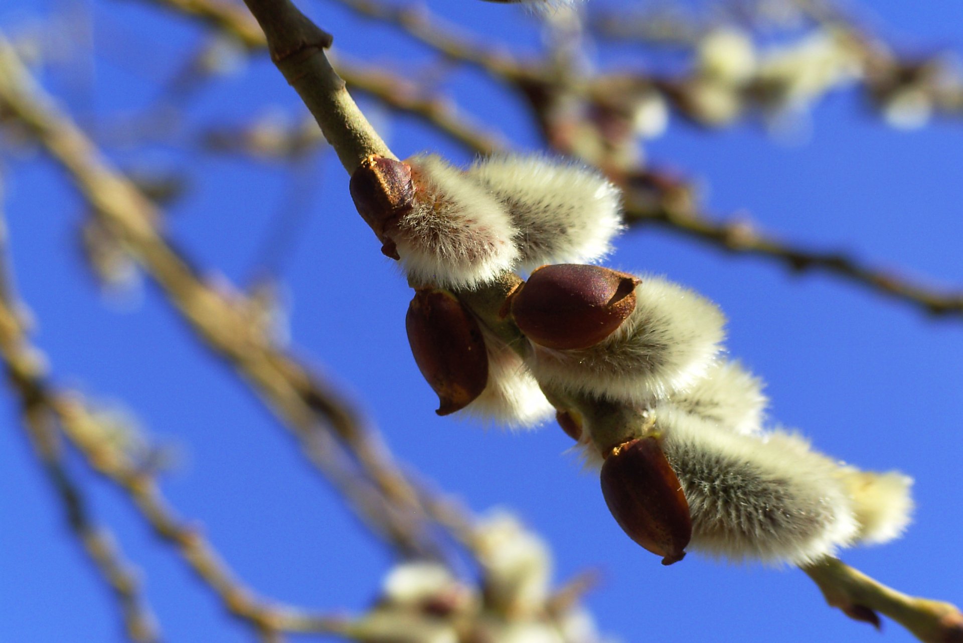 himmel zweige weide dichtungen frühling makro