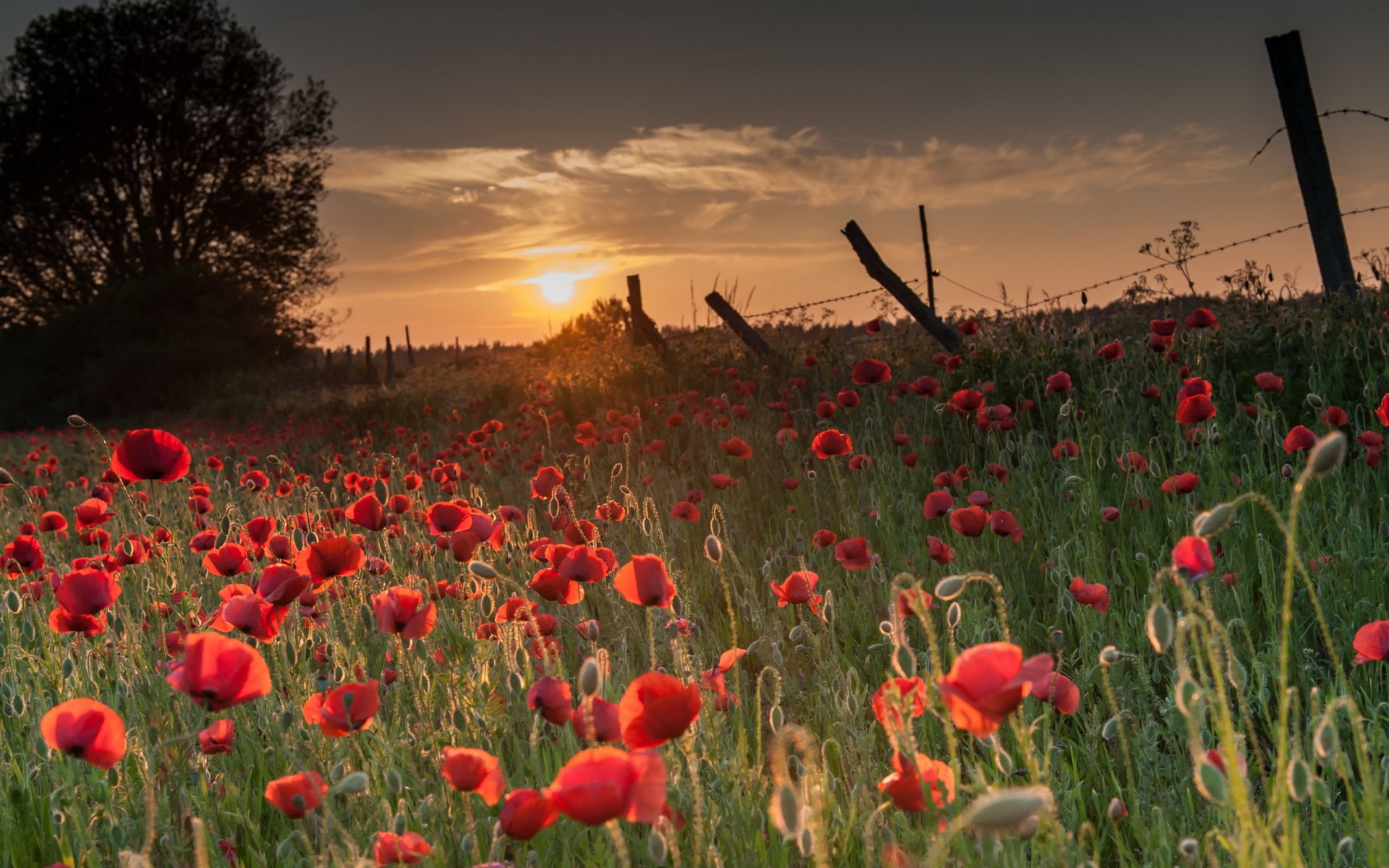 coucher de soleil coquelicots champ clôture nature