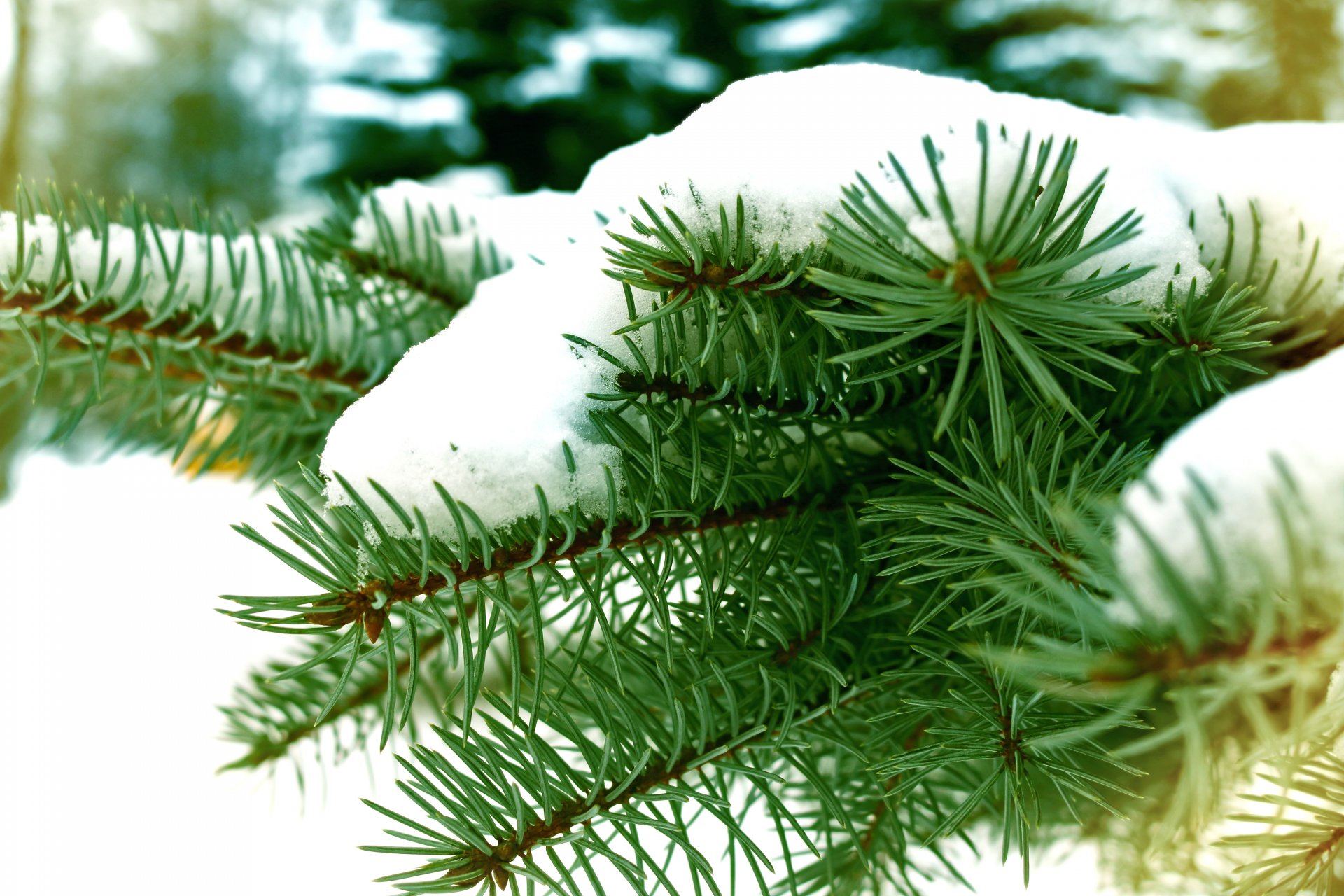 arbre de noël neige branches hiver hiver