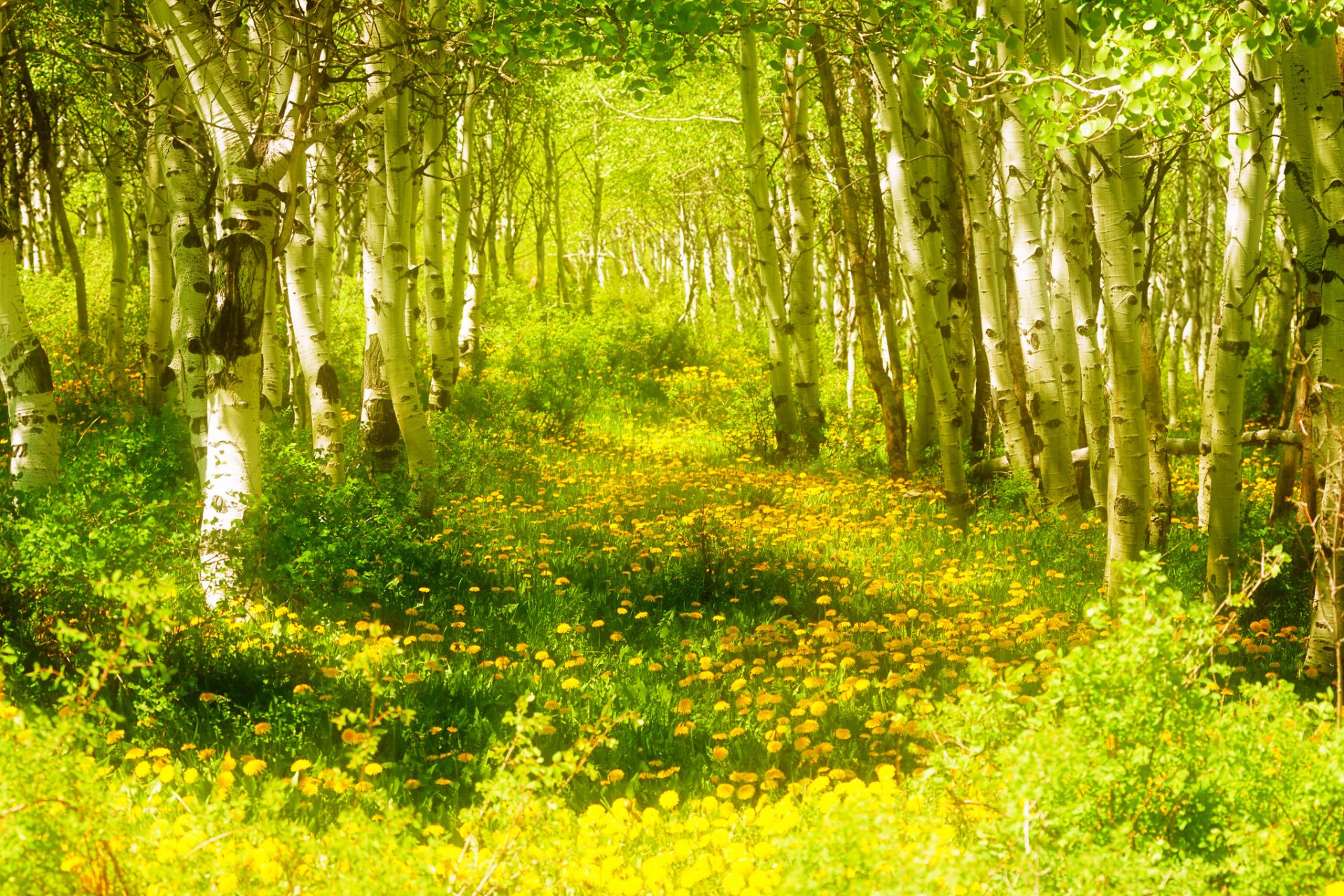 forest tree grass flower spring