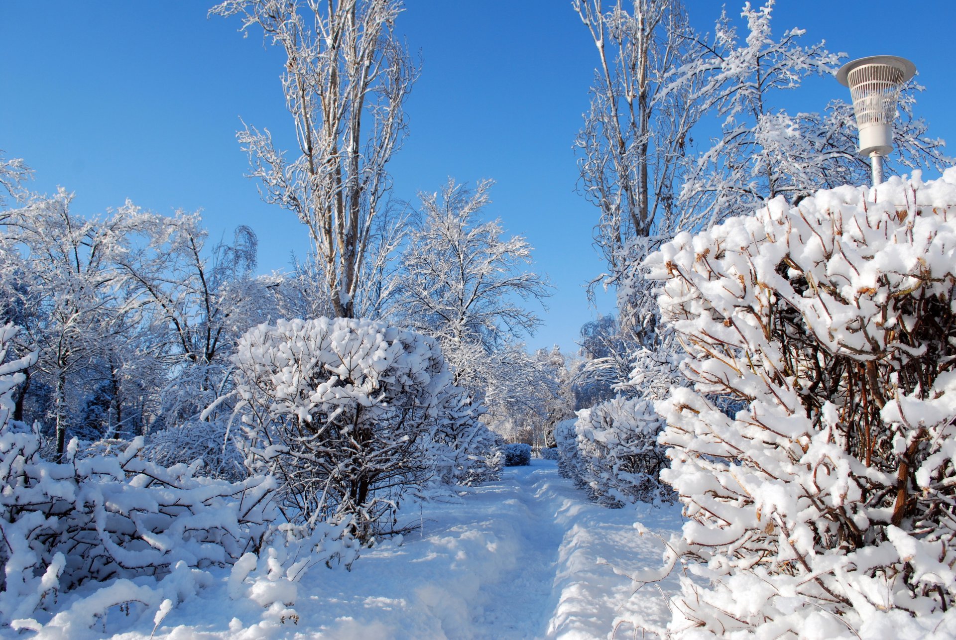 inverno neve cespugli sentiero lanterna natura foto