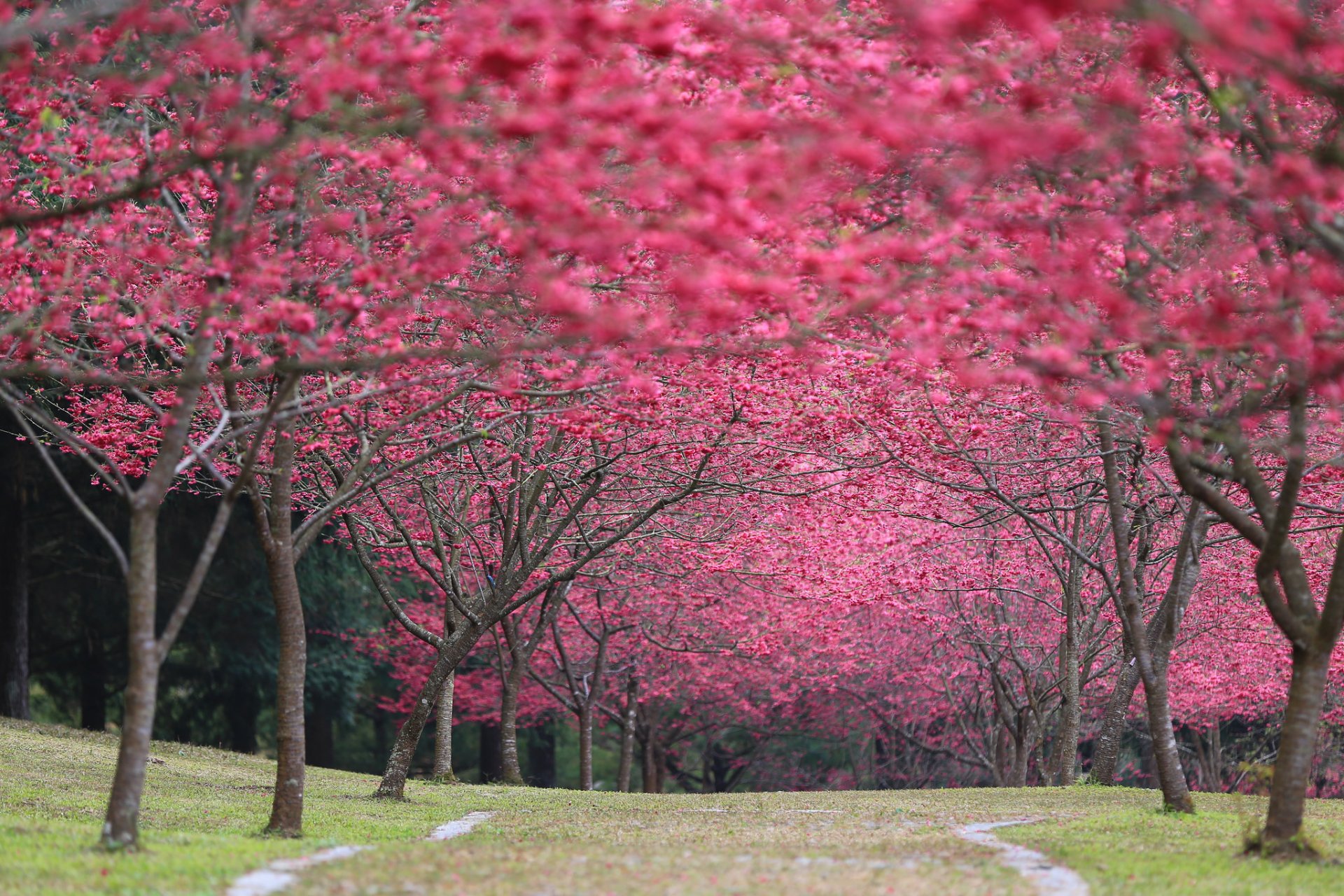 japan sakura cherry blossoms leaves cherry bloom spring park